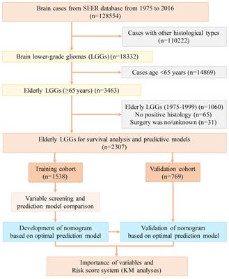 Variable screening and model construction for prognosis of elderly patients with lower-grade gliomas based on LASSO-Cox regression: a population-based cohort study